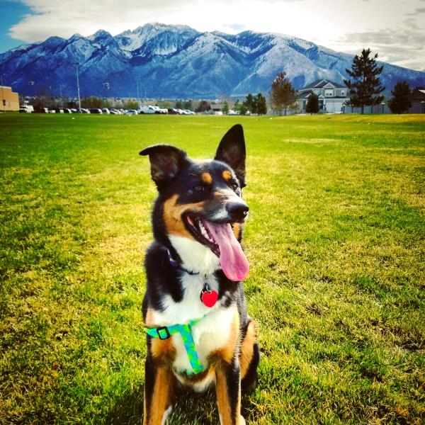 /Images/uploads/Humane Society of Utah/HSUCalendar/entries/1016thumb.jpg